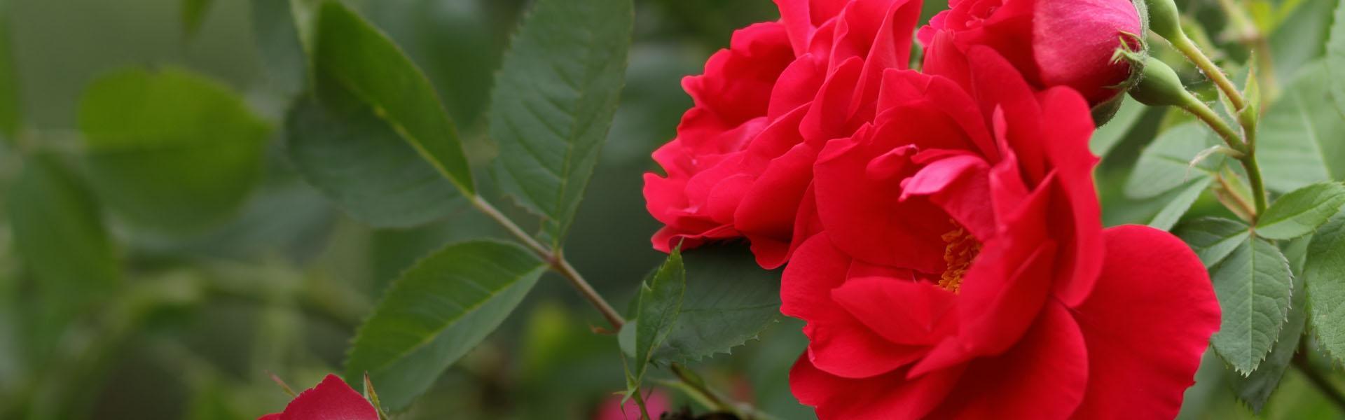 Slajd - 2 - czerwone róże