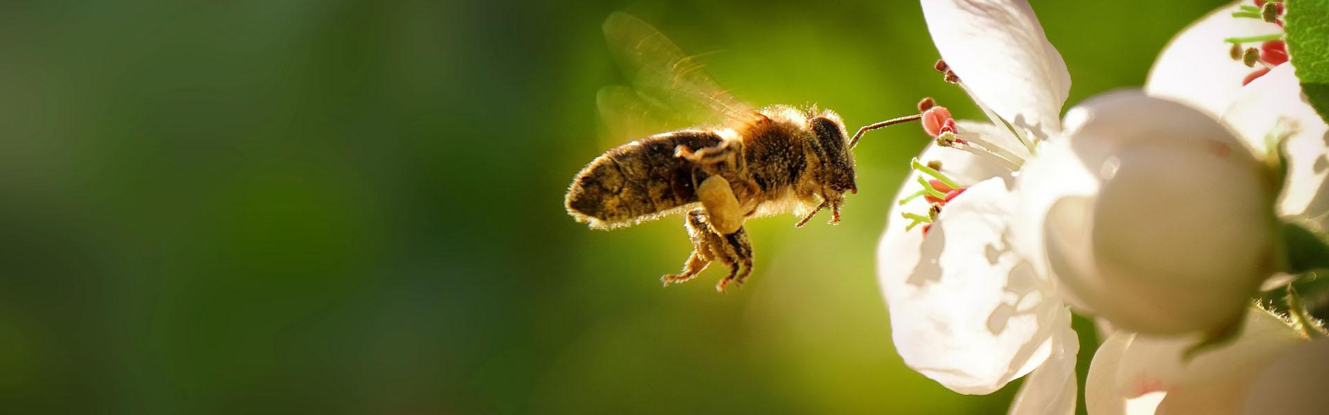 Slajd - 3 - pszczoła