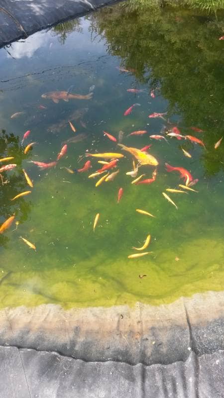 staw z rybami